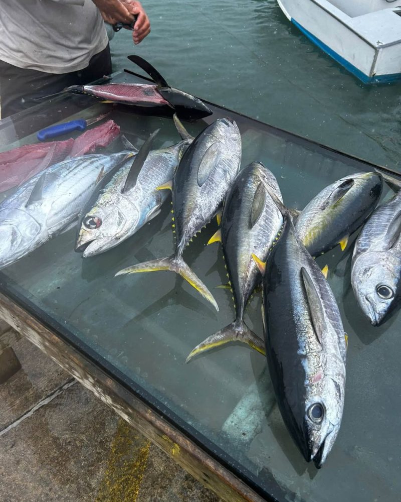 The day's tuna on the cleaning table