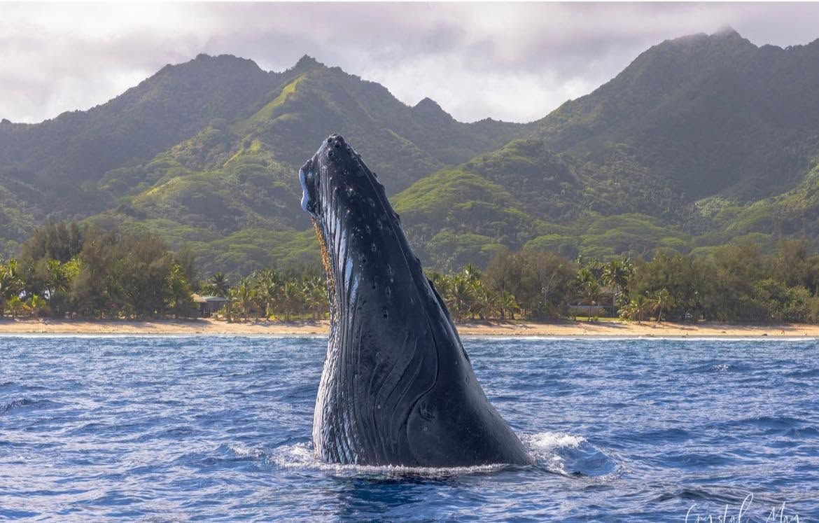 A humpback whale spy-hopping off the coast of Rarotonga